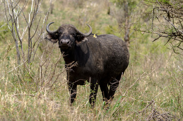 Buffle d'Afrique, Syncerus caffer, Parc national Kruger, Afrique du Sud