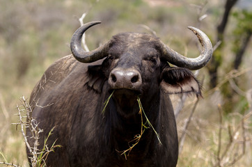 Naklejka premium Buffle d'Afrique, Syncerus caffer, Parc national Kruger, Afrique du Sud
