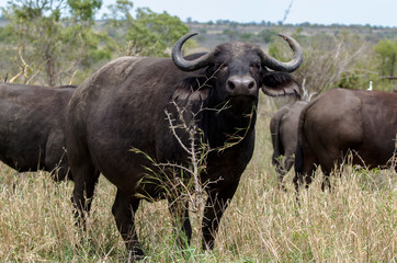Buffle d'Afrique, Syncerus caffer, Parc national Kruger, Afrique du Sud
