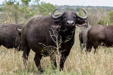 Buffle d'Afrique, Syncerus caffer, Parc national Kruger, Afrique du Sud
