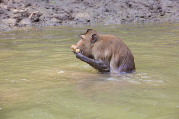 Monkey at mangrove forest