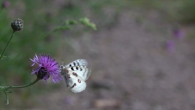 Mosel-Apollo, Apollofalter, Moselapollofalter Parnassius apollo