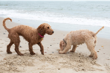 Two cockerpoo dogs playing in the sand on the beach