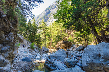 Samaria gorge forest in mountains pine fir trees green landscape background