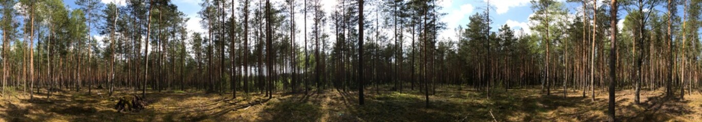 Obraz premium Panorama of trees in the forest