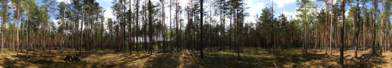 Panorama of trees in the forest