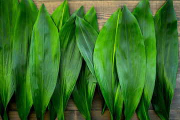 Obraz premium Fresh tropical green leaves on dark background
