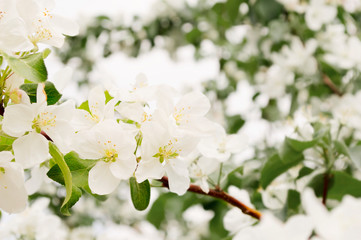apple flowers on a branch in the spring blooming garden