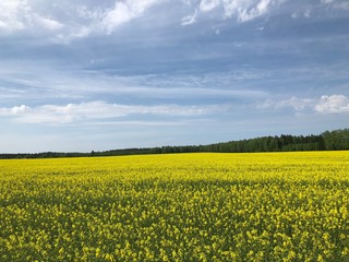 Obraz premium yellow field of oilseed rape