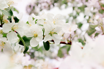 apple flowers on a branch in the spring blooming garden