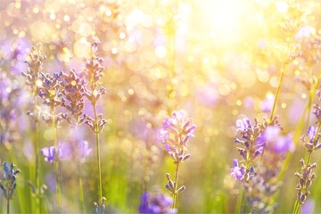 Fototapeta na wymiar Beautiful violet lavender field