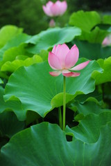 lotus in the pond