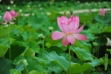 lotus in the pond