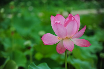 lotus in the pond