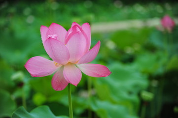 Fototapeta premium lotus in the pond