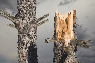 abgebrochener Baum nach heftigem Sturm