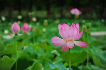 lotus in the pond