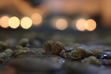 Seashells, stones on the shore with lights