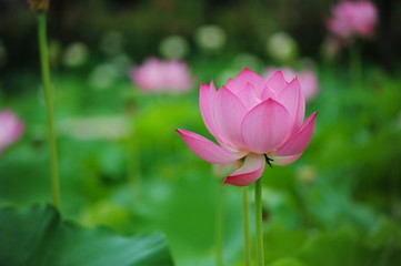 Obraz premium lotus in the pond