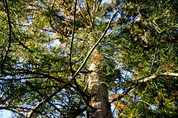 Fototapeta premium Cryptomeria japonica - Japanische Sicheltanne