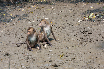 Monkey at mangrove forest