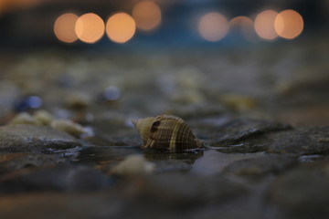 Seashells, stones on the shore with lights