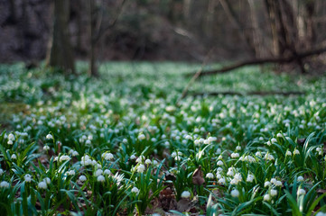 White fresh snowdrops bloom in the forest in spring. Tender spring flowers snowdrops harbingers of warming symbolize the arrival of spring. Scenic view of the spring forest with blooming flowers.