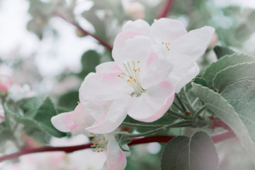 Obraz premium apple flowers on a branch in the spring blooming garden