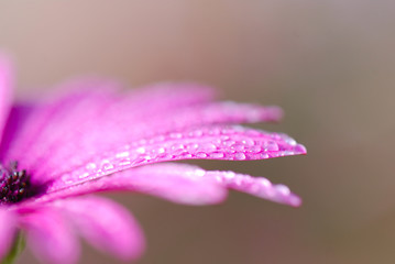 MARGARITA DE COLOR ROSA CON ROCÍO