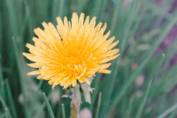 yellow dandelion closeup in the garden