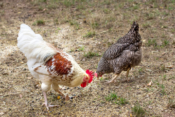 cock and chicken pecking wheat