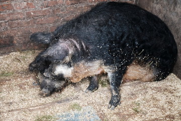 wild boar in the field Mongolian pigs feed and live in bread black