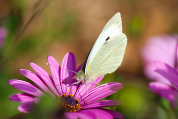 MARIPOSA DE LA COL
