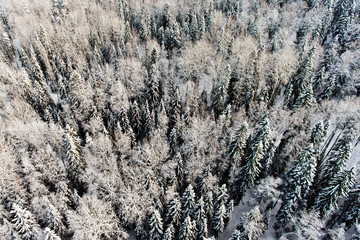 snowy pine forest, aerial photography