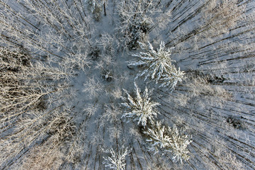 winter forest from the air, aerial shot