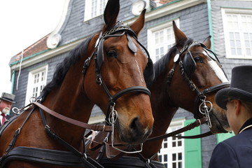 Two brown horses of a wedding carriage