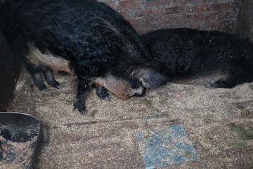 Boar and pig in the fence of the Hungarian breed