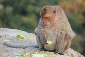 A monkey