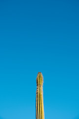 cactus against the blue sky