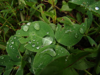 water drops on a leaf
