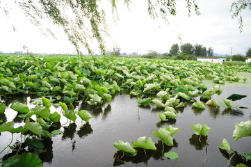 rows of young plants in a field