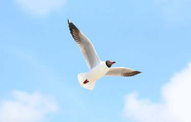 Seagull flying in the beautiful sky.