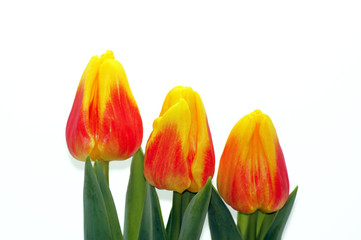 Gelb rote Tulpen freistgestellt auf neutralem Hintergrund