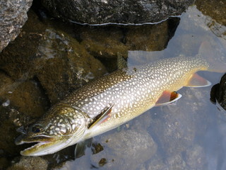 Obraz premium Lake trout