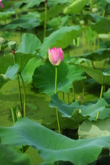 Obraz na płótnie Canvas lotus in a pond