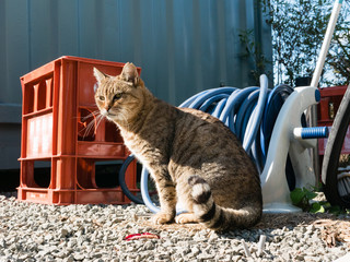 Stray cat in Japan