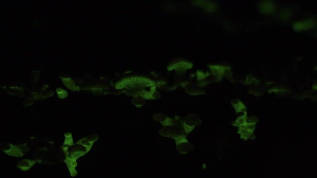The bioluminescent fungus, Panellus Stipticus glows at night.  Insect larvae crawl over mushrooms in time-lapse motion.