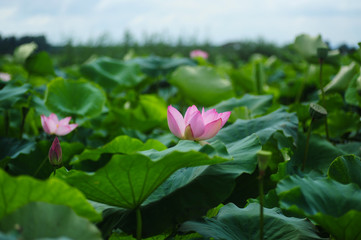 pink flower in the garden