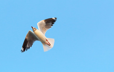 Seagull flying in the beautiful sky.