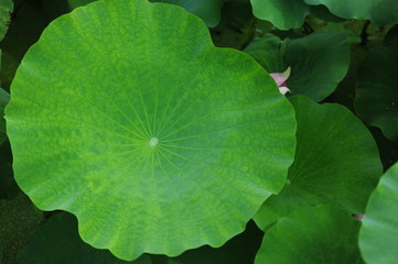 lotus leaf in the water